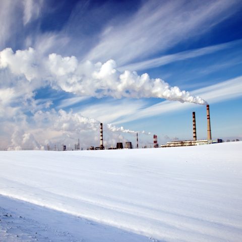 prepare your plant for winter